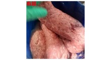 板冻肉泥批发_胸泥脖泥架泥三种品类_用于馅类肠类肉制品加工使用图3