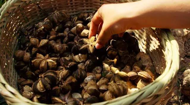 1691483800382790.jpg 美藤果干果.jpg