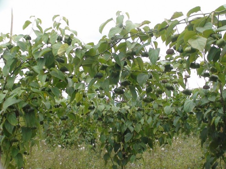 1692605801349264.jpg 美藤果图片.jpg