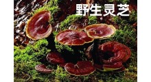 郑州灵芝图2