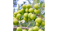 浓缩青梅汁商用供应商图1