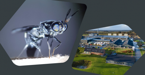 阿拉食品原料公司与北欧最大的昆虫农场