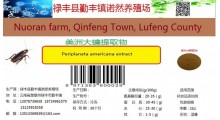 美洲大蠊干品、美洲大蠊超微粉、美洲大蠊提取物（膏或粉）图6