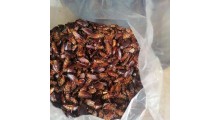 美洲大蠊干品、美洲大蠊超微粉、美洲大蠊提取物（膏或粉）图4