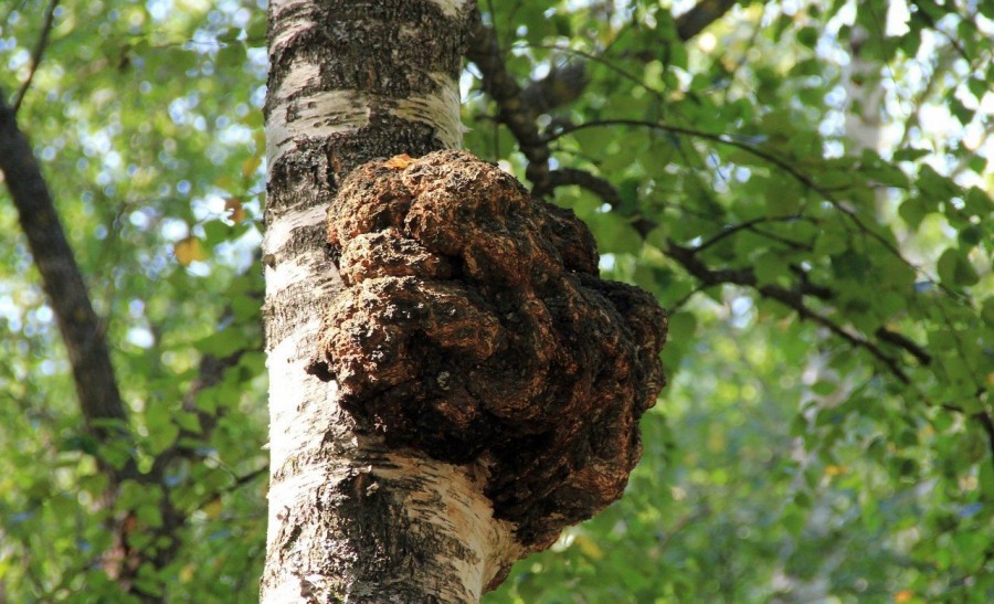 1675613072_vsegda-pomnim-com-p-grib-na-dereve-chaga-foto-17