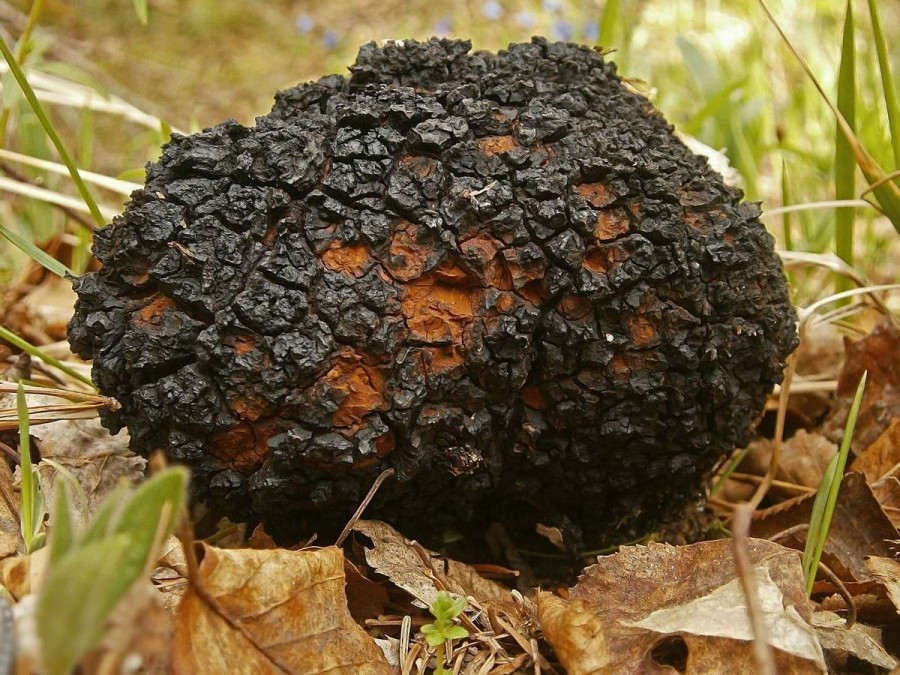 chaga-polzavred