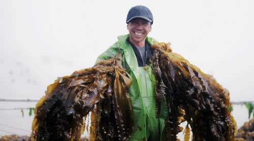 霞浦海带苗丰收季：半天妖助力产业腾飞，守护“舌尖上的鲜嫩”