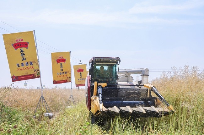 1749462583473928.jpg 益海(广汉)粮油饲料有限公司生态基地收割新鲜菜籽.jpg