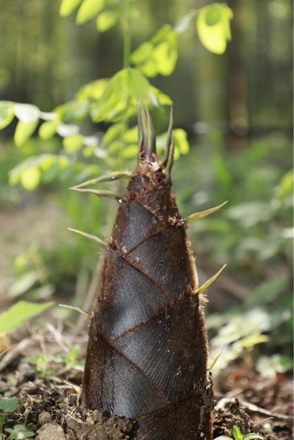 1769501098129754.jpg 图片2.jpg