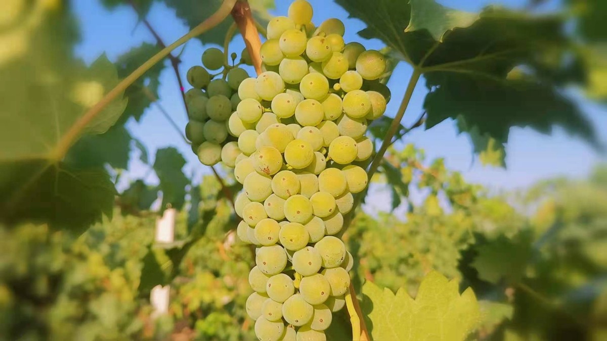 1774343609896599.jpg 调11.jpg