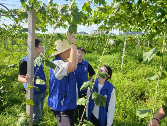 产学研赋能特色农产品阜阳职业技术学院攻坚瓜蒌籽深加工助力乡村振兴(图1)